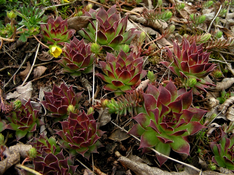 Semprevivi (S. arachnoideum e S. tectorum)